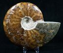 Wide Polished Cleoniceras Ammonite #9319-1